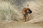 young Cane Corso