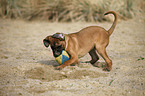 young Cane Corso