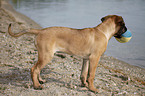 young Cane Corso