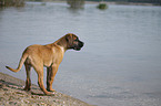 young Cane Corso