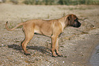 young Cane Corso