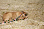 young Cane Corso