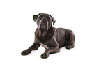 lying Cane Corso