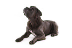 lying Cane Corso