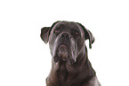 Cane Corso Portrait