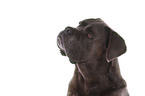 Cane Corso Portrait