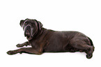 lying Cane Corso