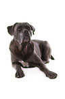 lying Cane Corso