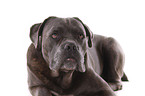 Cane Corso Portrait