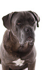 Cane Corso Portrait