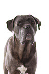 Cane Corso Portrait