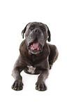 lying Cane Corso