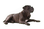 lying Cane Corso