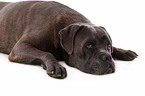 lying Cane Corso