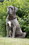 sitting Cane Corso