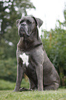 sitting Cane Corso