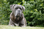 lying Cane Corso