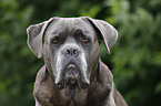 Cane Corso Portrait