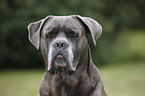 Cane Corso Portrait