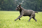 running Cane Corso