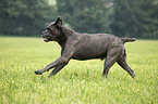 running Cane Corso