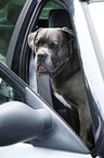 Cane Corso in car