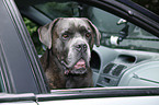 Cane Corso in car