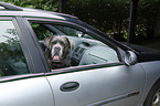 Cane Corso in car