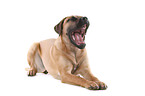 yawning Cane Corso