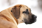 Cane Corso Portrait