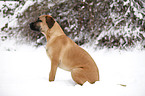 sitting Cane Corso