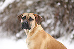 Cane Corso Portrait