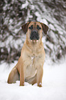 sitting Cane Corso