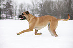 running Cane Corso