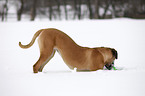 Cane Corso