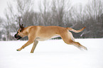 running Cane Corso