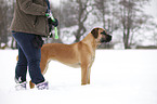 standing Cane Corso