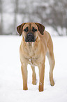 standing Cane Corso