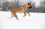 running Cane Corso