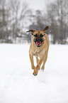 running Cane Corso