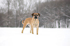 Cane Corso