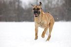 running Cane Corso