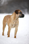 standing Cane Corso