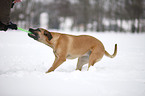 Cane Corso