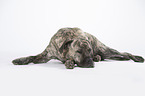 sleeping Cane Corso