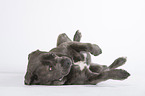 lying Cane Corso