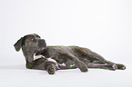 lying Cane Corso