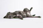 lying Cane Corso