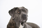 Cane Corso Portrait