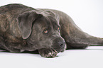 lying Cane Corso